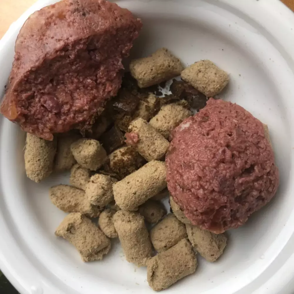 据我估计, 中国有60%的猫狗吃得太饱了, 然后得各种病