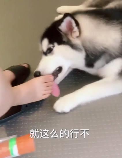 主人让狗狗在骨头跟火腿肠中间选一个, 哈士奇竟然选了主人的臭脚