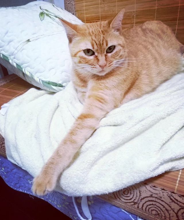 听说这个是猫姐最盛行的手势, 你家的猫会么! 比手长?