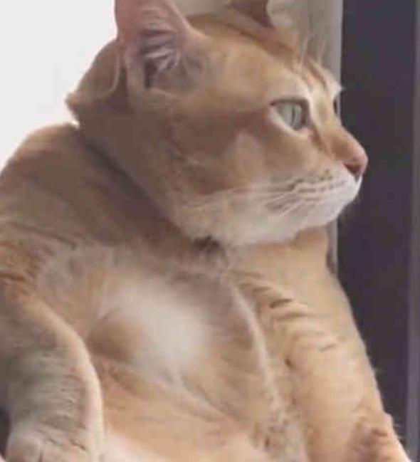 橘猫太胖开始思考猫生, 主人看到哈哈大笑, 橘猫: 蓝瘦香菇!