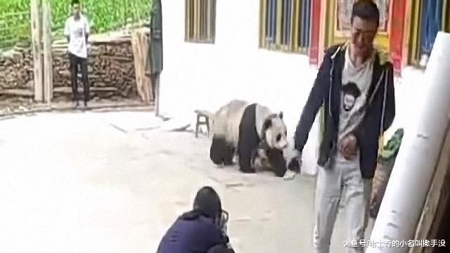 家里进熊猫了怎么办? 全村的人都来我家拍照, 是不是考虑收门票了