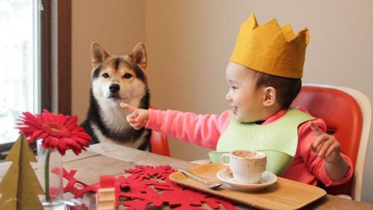 早早做好这些事, 更好规避养狗风险