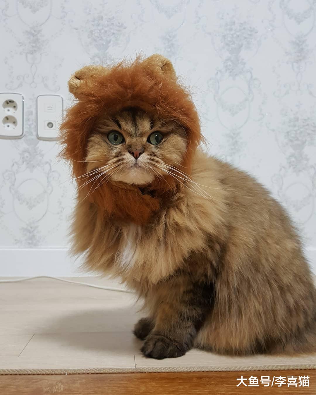 都说猫咪是有灵性的动物, 在某些方面似乎还真掌握了神秘力量呢!