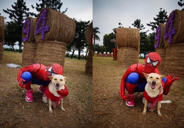 怕生汪见蜘蛛人秒变迷妹冲上前, 姐姐看懵: 幸好拍下它花痴样