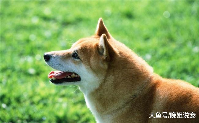 有4个动作不能对狗狗做, 哪怕你是它的主人, 它也会咬你