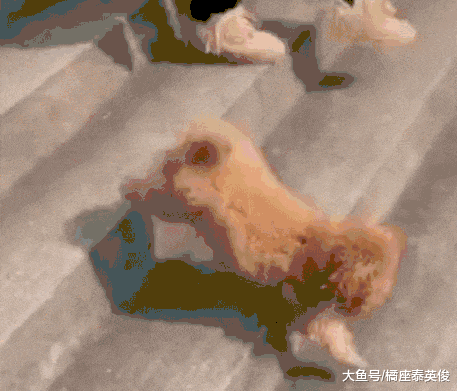 你家狗狗有没有什么过人的特长? 我都不好意思说, 我家狗特能装!