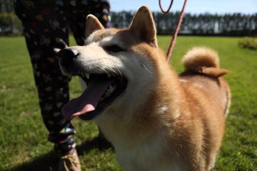 法院500元拍卖纯种柴犬, 15万人线上围观