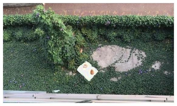 女孩晒的被子被风吹地上, 猫咪们把它当魔毯, 过上了小幸运的一天