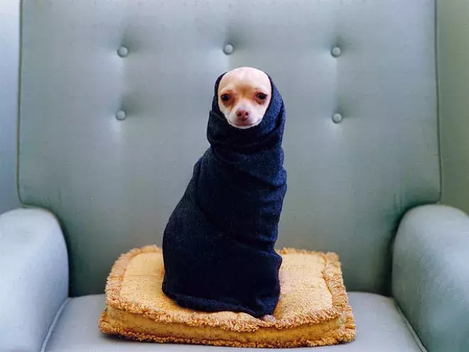 包裹得严严实实的可爱狗狗们