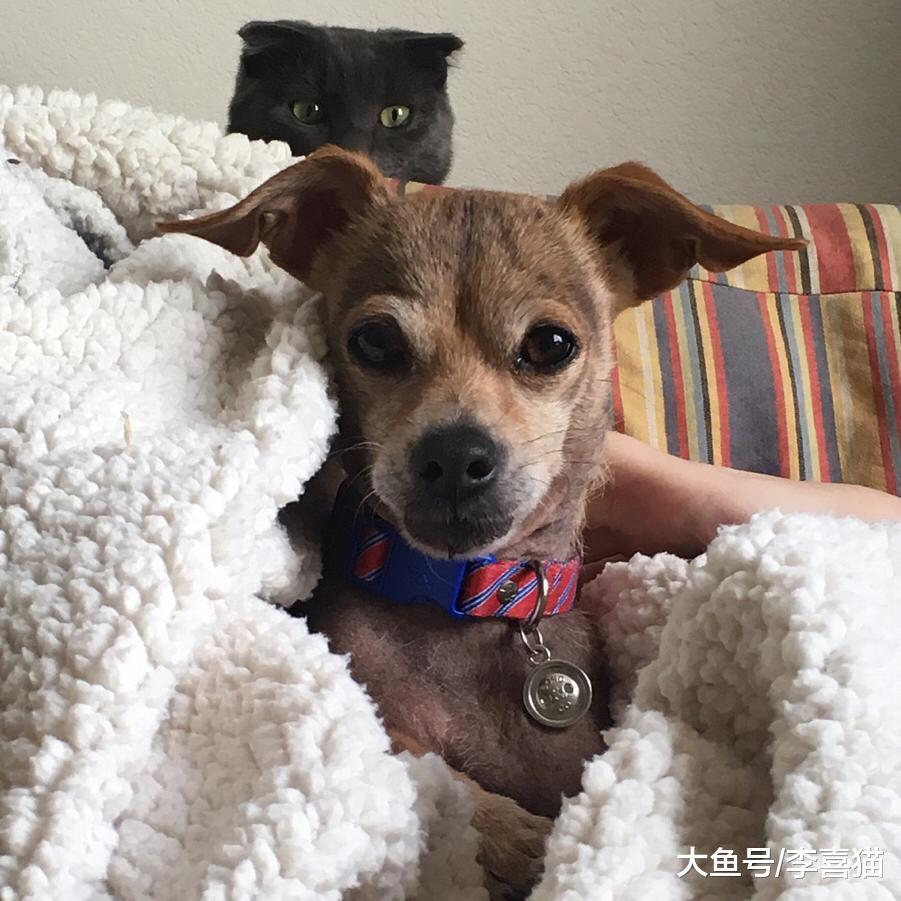 猫咪之间争风吃醋原来不是为抢夺铲屎官的爱, 而是在竞争所有物!