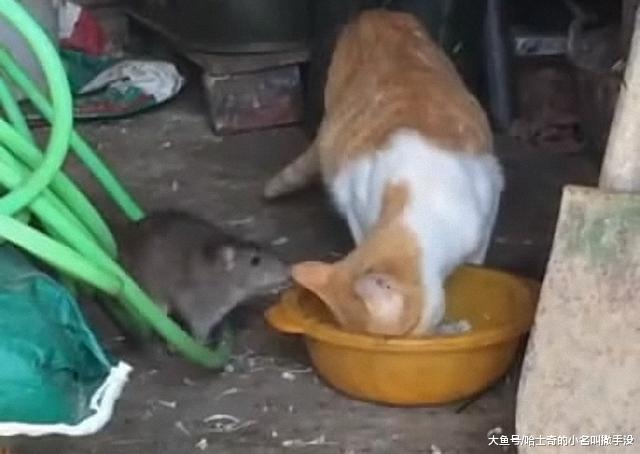 老鼠居然跑到猫盆里偷粮食, 猫咪: 老鼠太大, 我打不过!