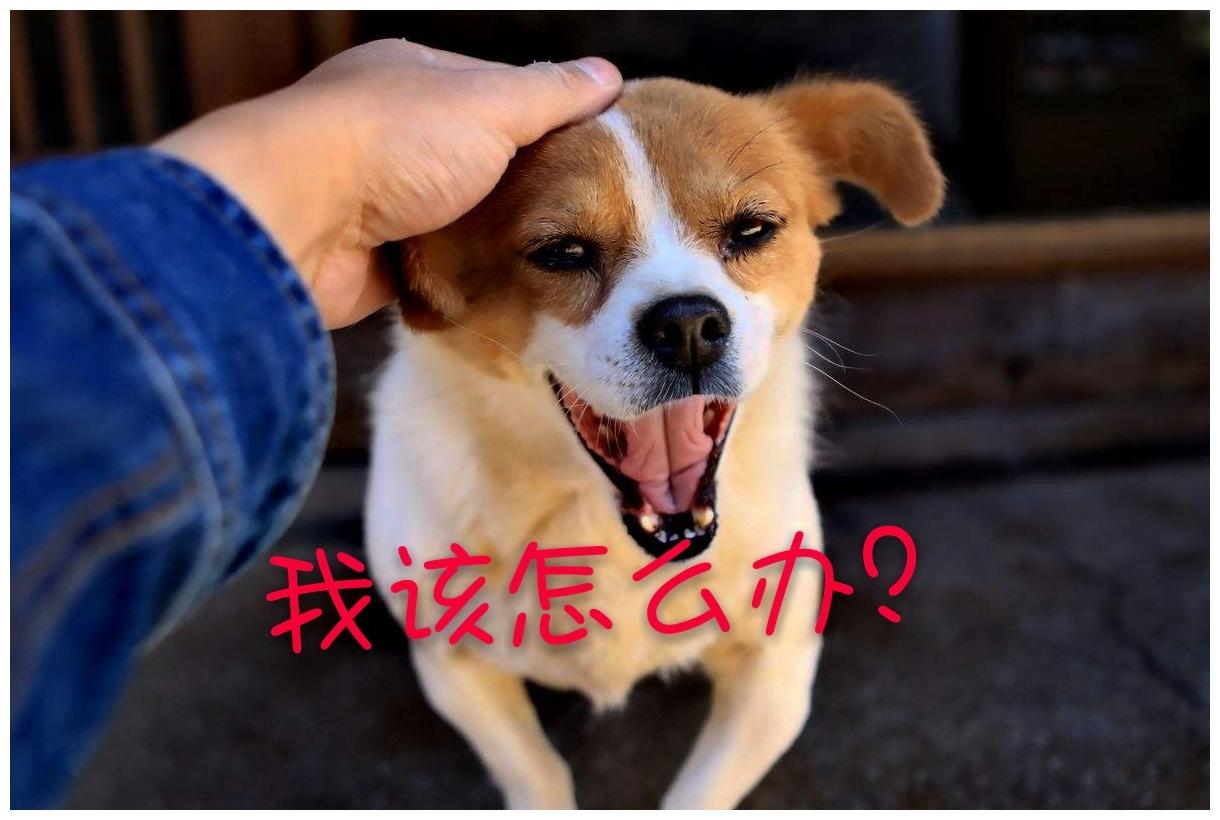 主人不想让狗狗后代血统不纯正, 刻意定制护甲, 路人评价: 恶心!