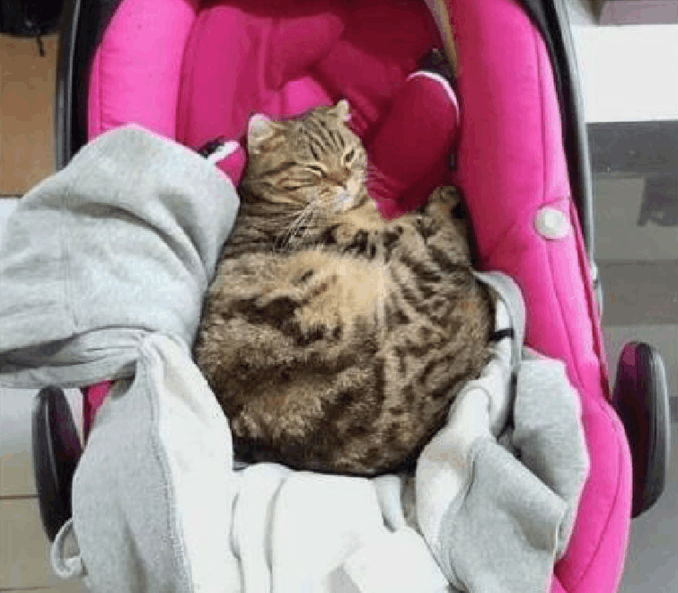 猫咪对新生儿“一脸痴汉样”, 主人偷瞄发现秘密: 它不知轻重!