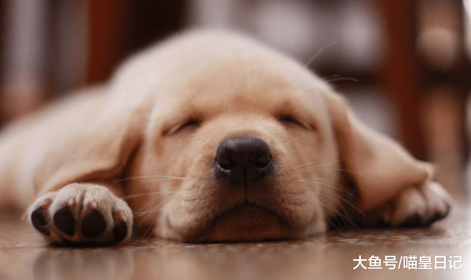 养狗之后, 你有没有发现你在家里的地位发生了翻天覆地的改变!