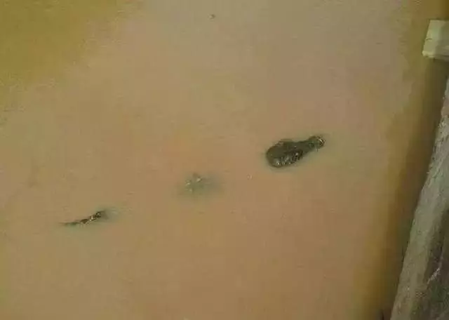 玄武? 城市排水沟, 浮现未知生物, 有壳长尾, 路人惊呼围观