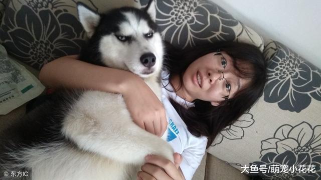 如果你想养狗, 那么劝你最好别碰“哈士奇”!
