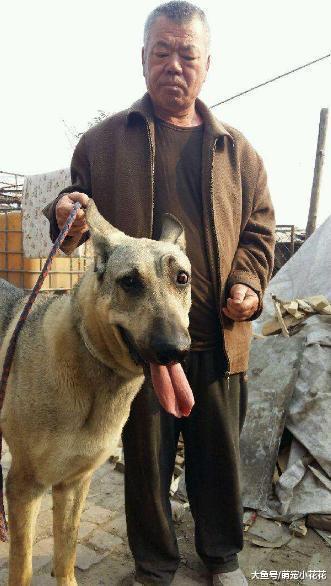 狼青犬的5大缺点, 网友: 就算想养也不敢养啊!