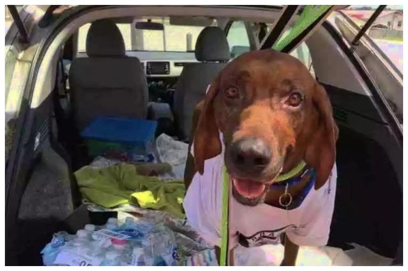 这只狗狗可以吹牛一辈子了: 离家出走4000里, 返程路更是一绝