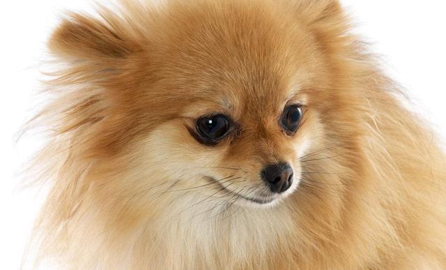 请不要招惹这5种小型犬, 攻击性超强的, 小心咬你不留情!