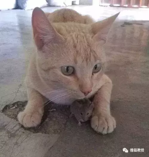 猫咪看见对面有老鼠, 毫不犹豫就冲过去可最后这结局是怎么回事?