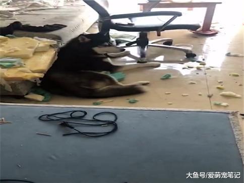 下楼吃早餐的功夫, 二哈就把沙发给拆了, 网友: 这狗不是一般的皮