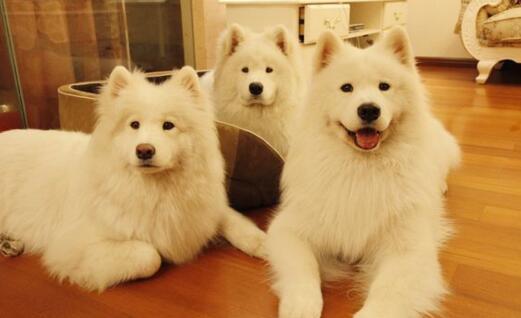 主人如何树立在萨摩耶眼中的权威