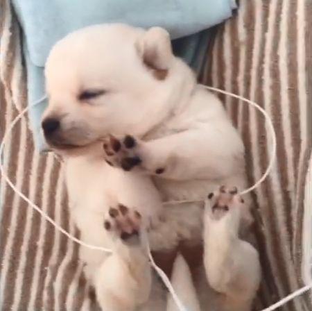 环卫工大叔抱着一只小奶狗, 并掏出十块钱: 你愿意收养它吗?