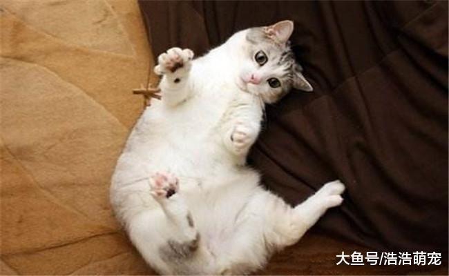 把你当亲人的猫咪会有5种表现, 宠主别误解了, 不知道的了解下