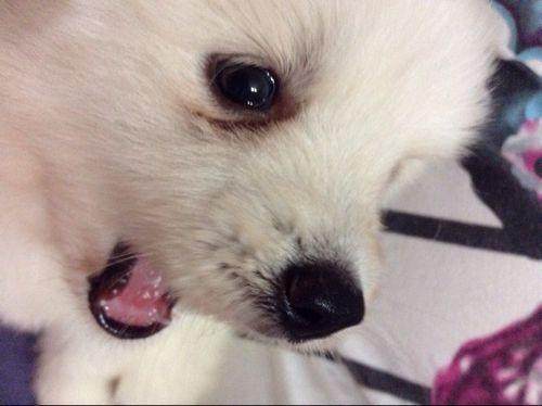 狗狗哭吧哭吧不是罪, 伤心的话哭也可以的! 到底是为了什么哭?