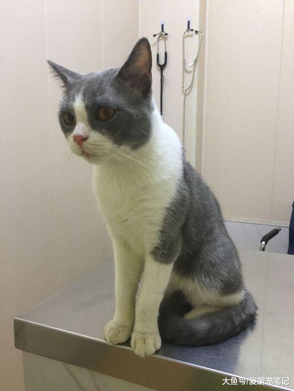 被朋友家人抛弃的英短猫, 在外面流浪的三周后被女孩收养, 好有爱