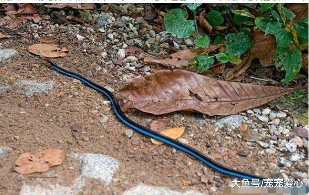 男子挖到一个箱子, 正高兴时发现草丛有动静, 看过去心中大乱