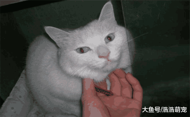 猫咪有下面5种表现时, 代表它把你当主人了, 你家的有吗?