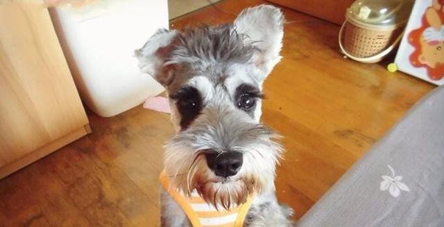 地球上10大最干净最好养的狗, 拉布拉多第四, 金毛第三, 博美榜首