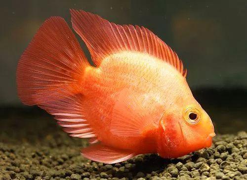 费尽心思整了缸鱼, 养着养着就没了