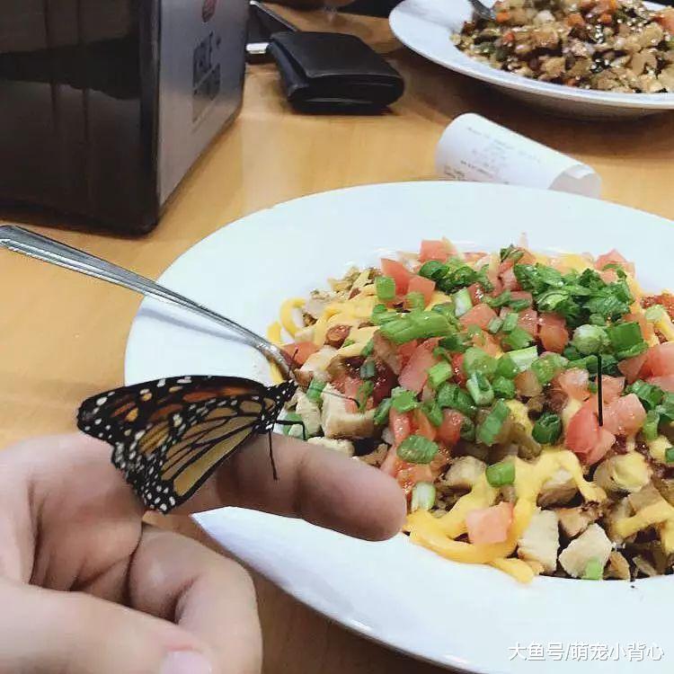 蝴蝶与帅哥的邂逅剧情, 相遇相伴仅四天!