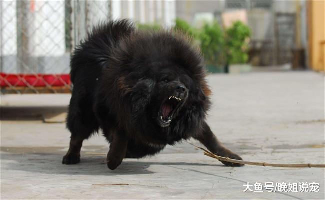 5种开销特别大的狗狗, 哈士奇在内, 第五种根本养不起