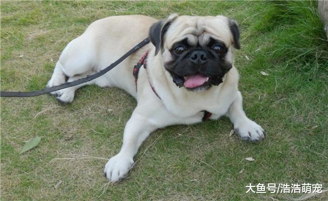 女生最好不要用养下面5种狗狗, 尤其是第一种, 谁养谁后悔