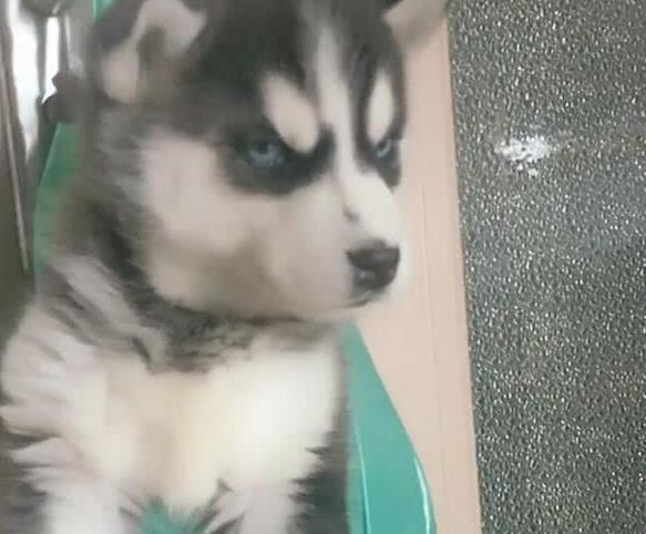 二哈总拆家, 主人想出这招来治它, 狗子的眼神亮了, 网友: 惹不起