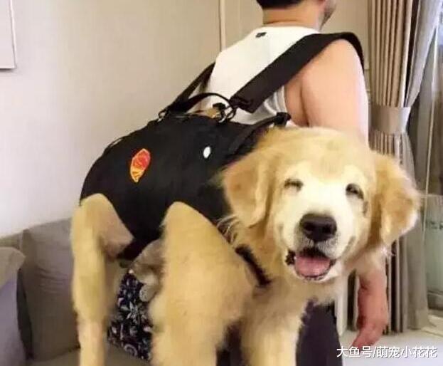 劝你不要这样养“金毛犬”, 不然它的寿命最少短5年!