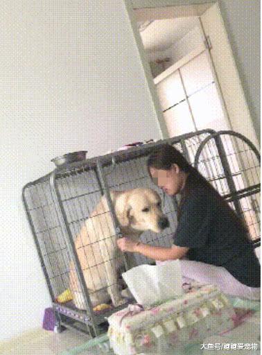 拉拉犯错后, 主人上去就是一巴掌, 瞬间把它给打懵了: 我做错啥了