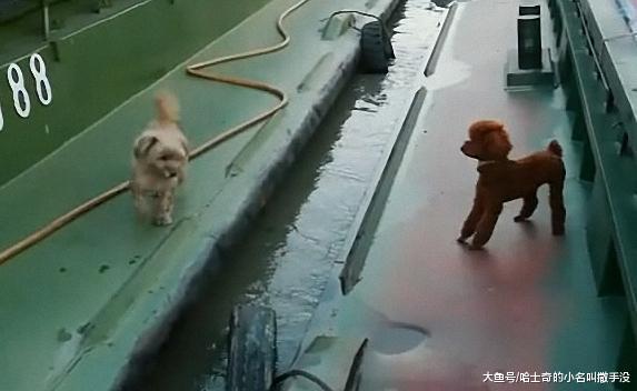 ?两只泰迪明明喜欢的不得了, 却因为没有勇气跨出那一步, 错过了