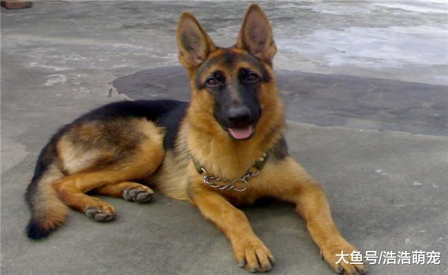 假如下面狗狗100元一只, 你会买哪个? 哪个都不想养