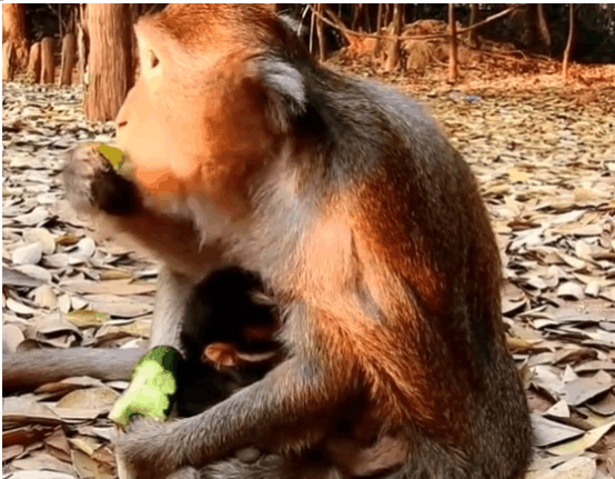 母猴子为了自己吃食物, 倒抱着小猴子, 让人心疼小猴子