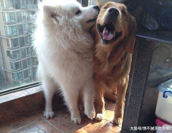 饲养金毛犬要知道的5件事, 如果接受不了, 还是别养的好!