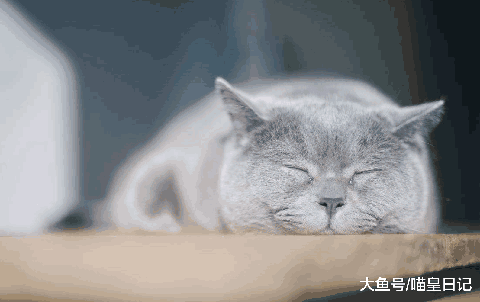 有的猫, 一眼看上去就知道是奶奶养的! 因为比别人家的猫胖一圈