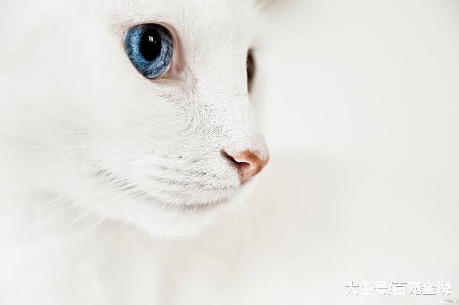 原来每只猫咪的鼻纹都是独一无二的, 可以当喵星人的身份证用吗?