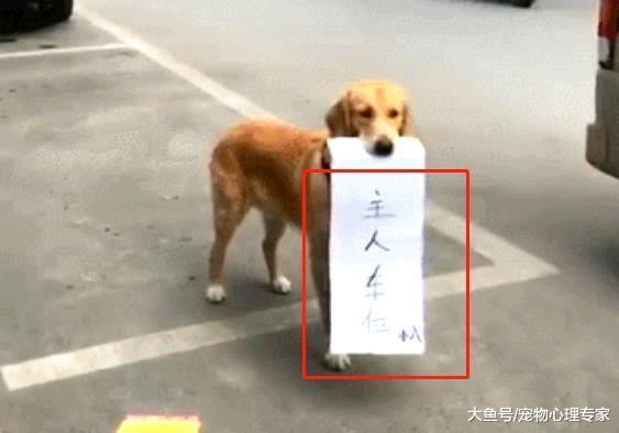 看到一个空车位刚想入库, 却被一只金毛拦住: 这是我主人的