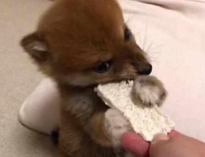 小柴犬偷吃零食, 被铲屎官逮个正着, 摔倒了都咬着吃的不松口