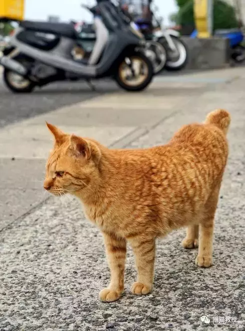 “美臀日”晒美臀, 这一大波猫屁屁, 看得我心动了