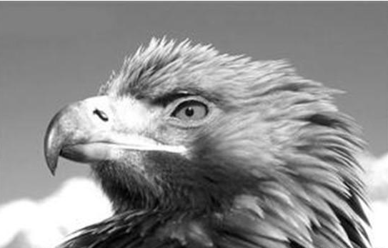 中国真实的三大动物报复人类事件: 是人类太可恶, 还是动物太疯狂